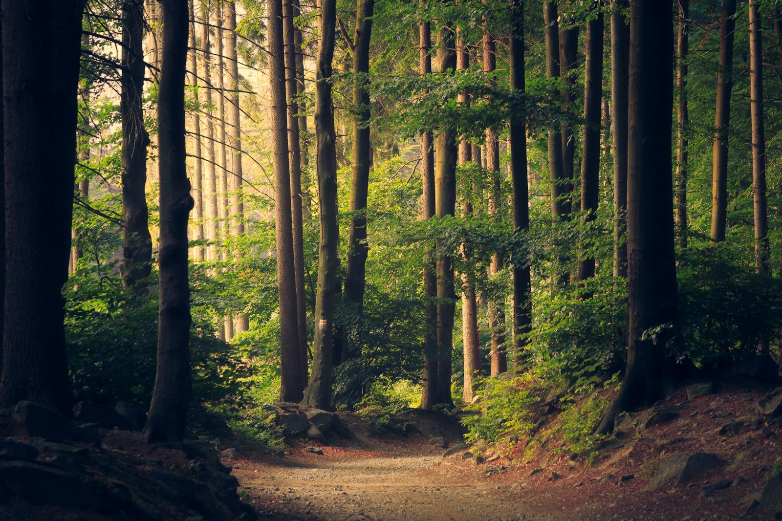 Waldweg mit Licht und Schatten – Symbolfoto